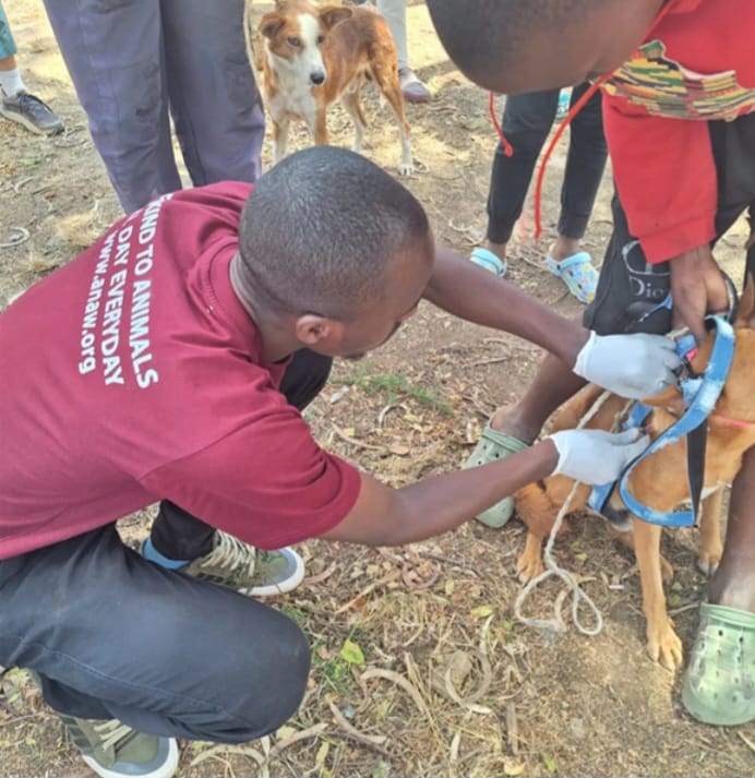 Volunteers vaccinating village dogs in Nyakach